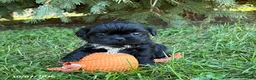 Shih Tzu dogs for sale: Oscar - Ad 1