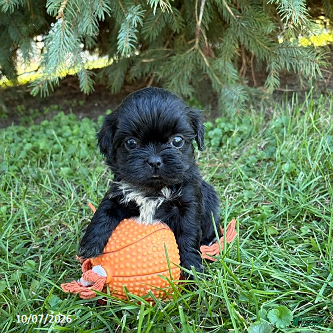 Shih Tzu dogs for sale: Oscar - Ad 1