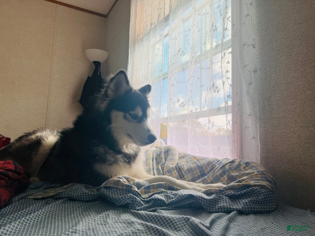 Siberian Husky dogs for sale: Haha - Ad 8