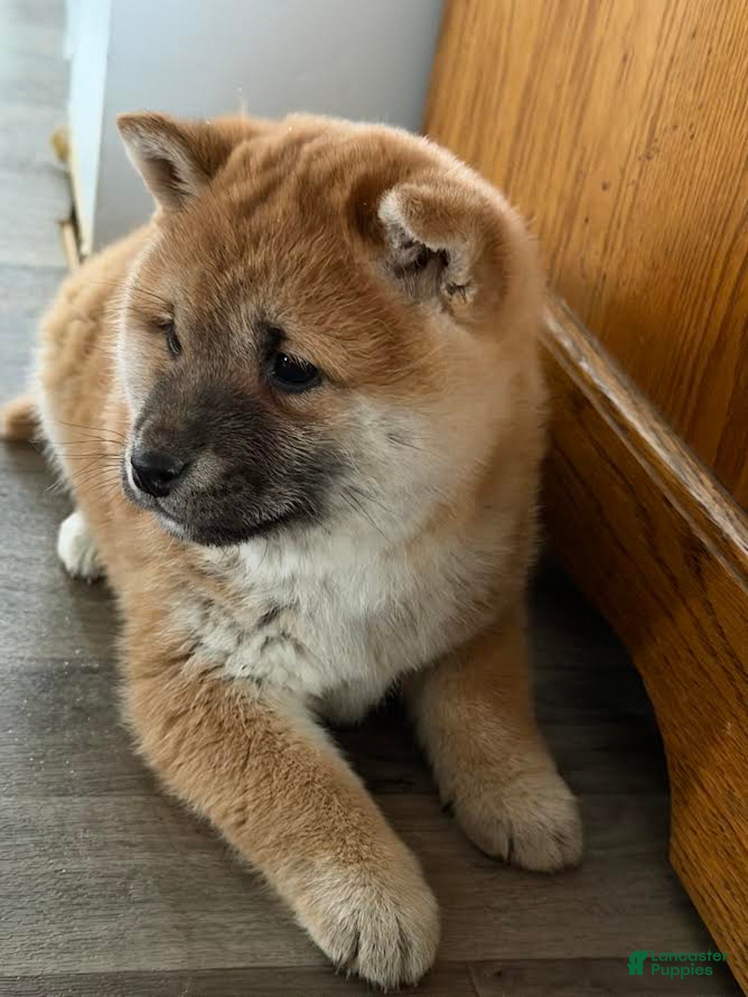 Shiba Inu dogs for sale: Stella - Ad 3