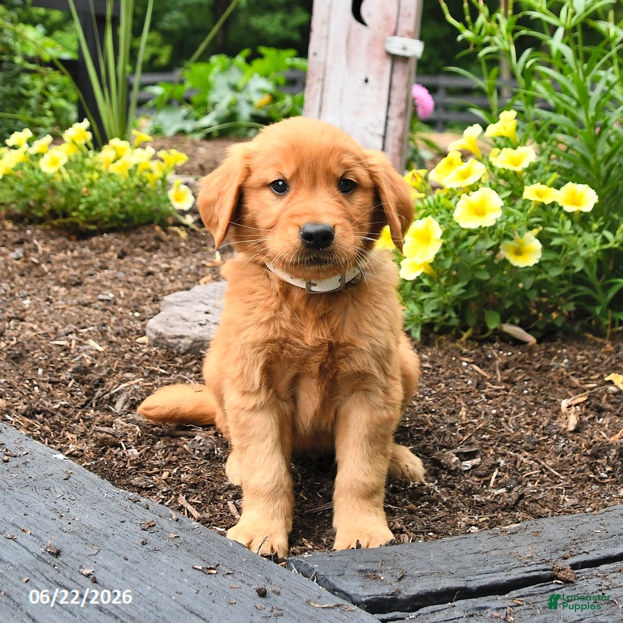Golden Retriever dogs Rascal - Ad 1