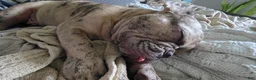 French Bulldog dogs for sale: Romeo - Ad 4