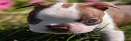 Boston Terrier dogs for sale: Cranberry - Ad 5