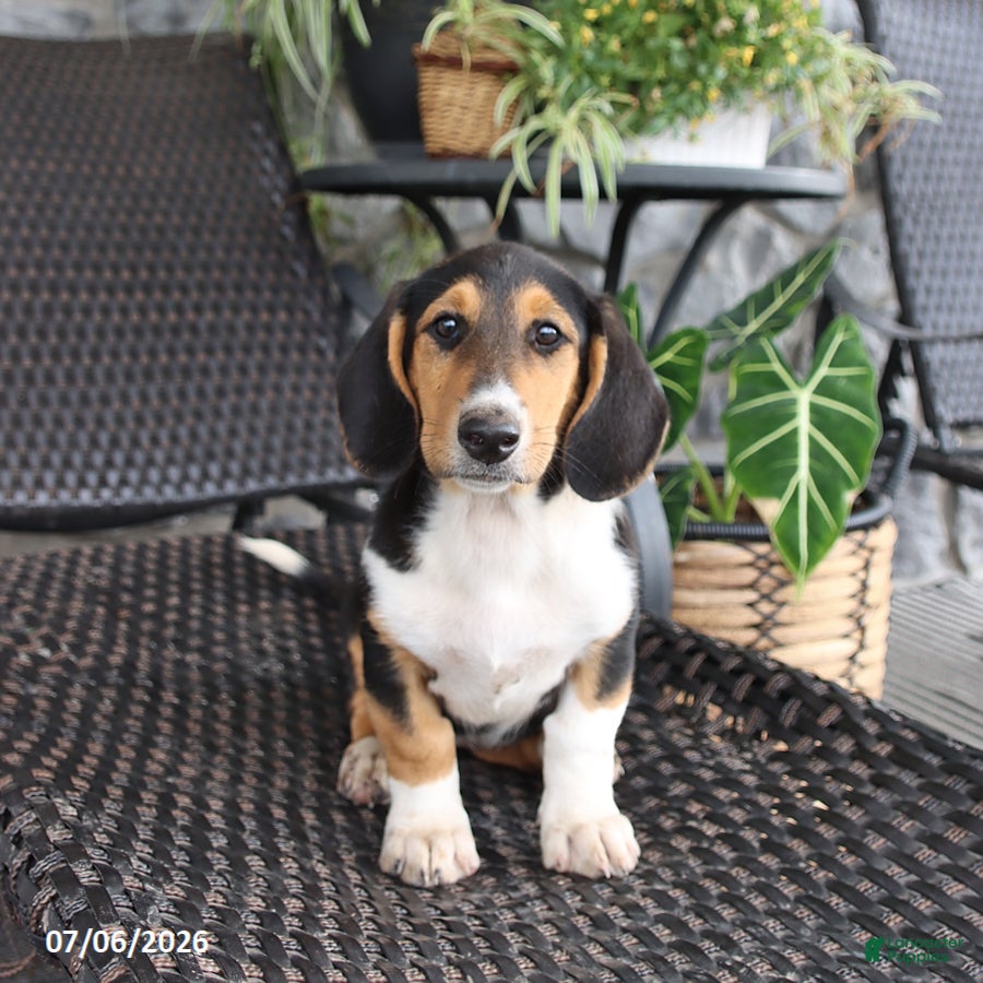 Mixed Breed dogs Cora  - Ad 2