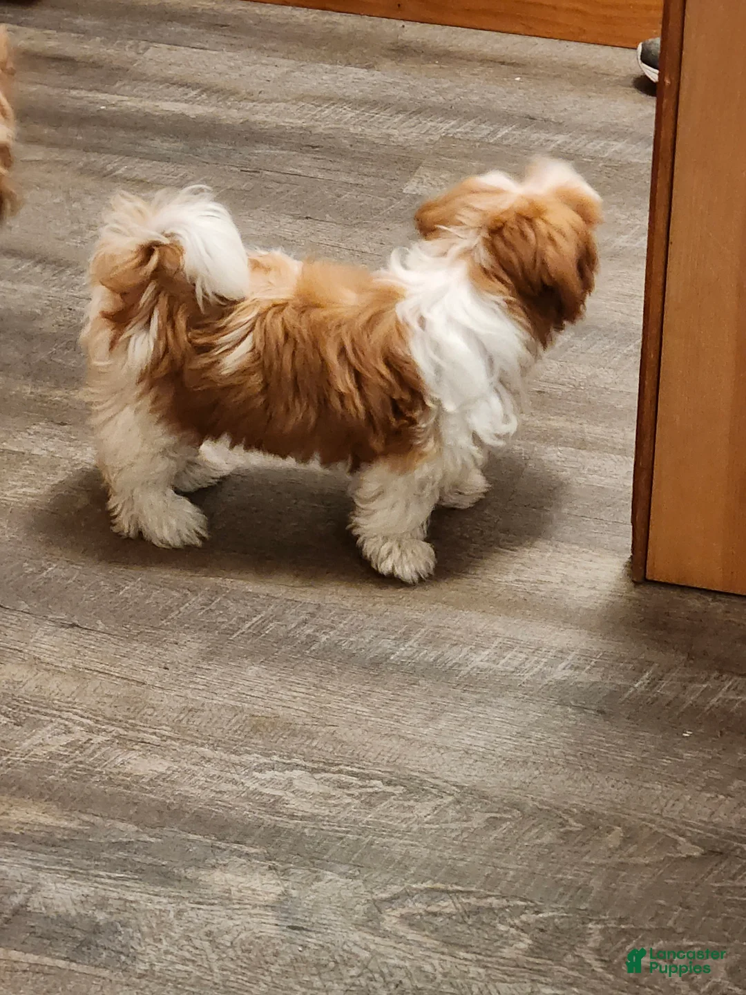 Shih Tzu dogs for sale: Male Shih Tzu 1 - Ad 1