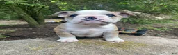 Mixed Breed dogs for sale: Billy - Ad 9