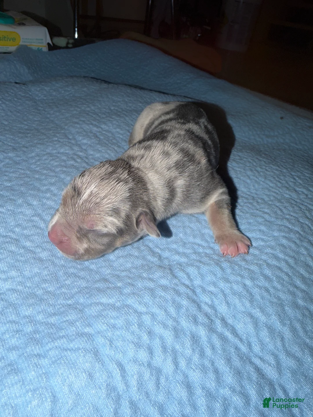 American Bully dogs for sale: Lola - Ad 2