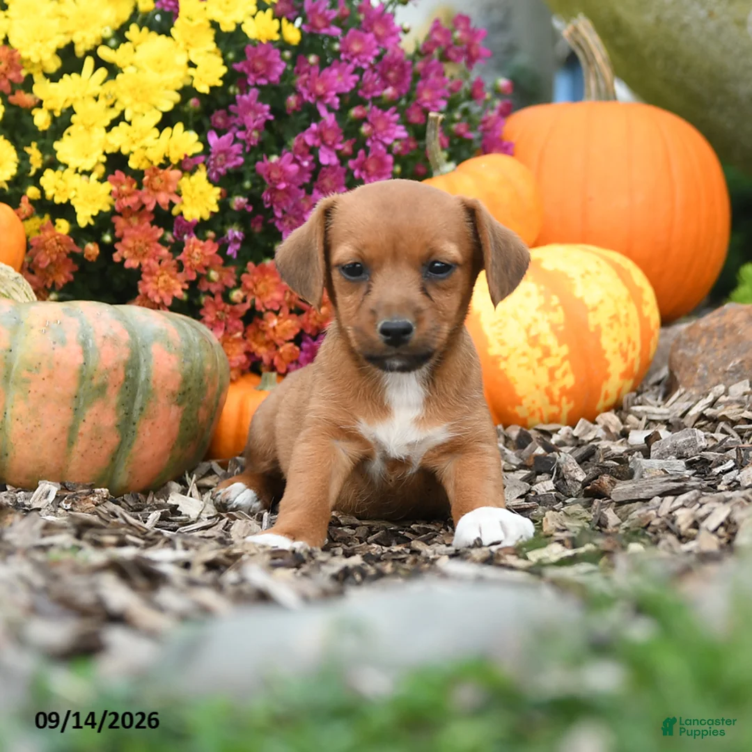 Mixed Breed dogs for sale: Dandy - Ad 3