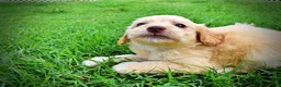 Havapoo dogs for sale: Alfie-SUMMER SALE!! $100 off listed price!! - Ad 9