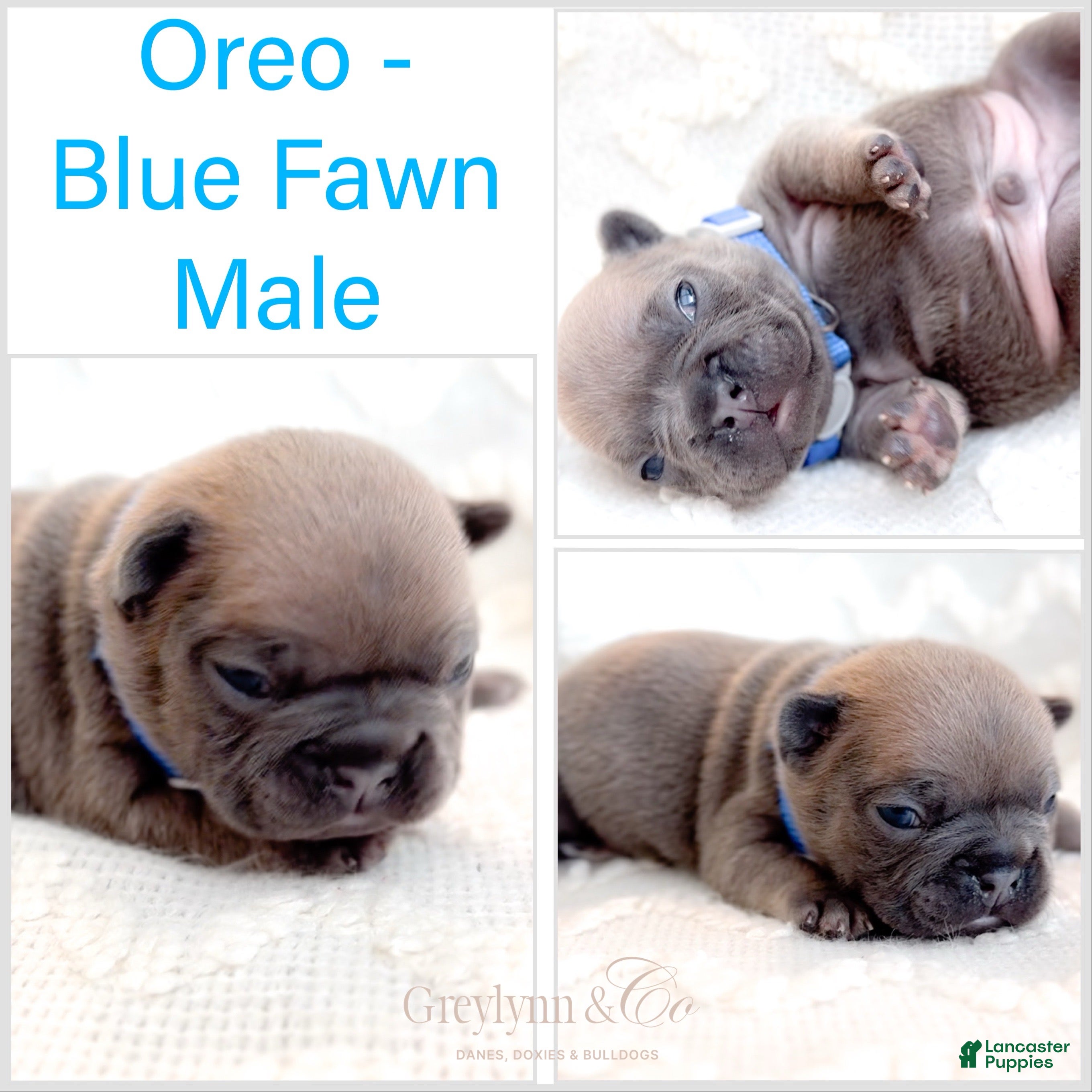 French Bulldog dogs Oreo - Ad 4