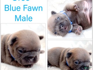 French Bulldog dogs Oreo - Ad 6