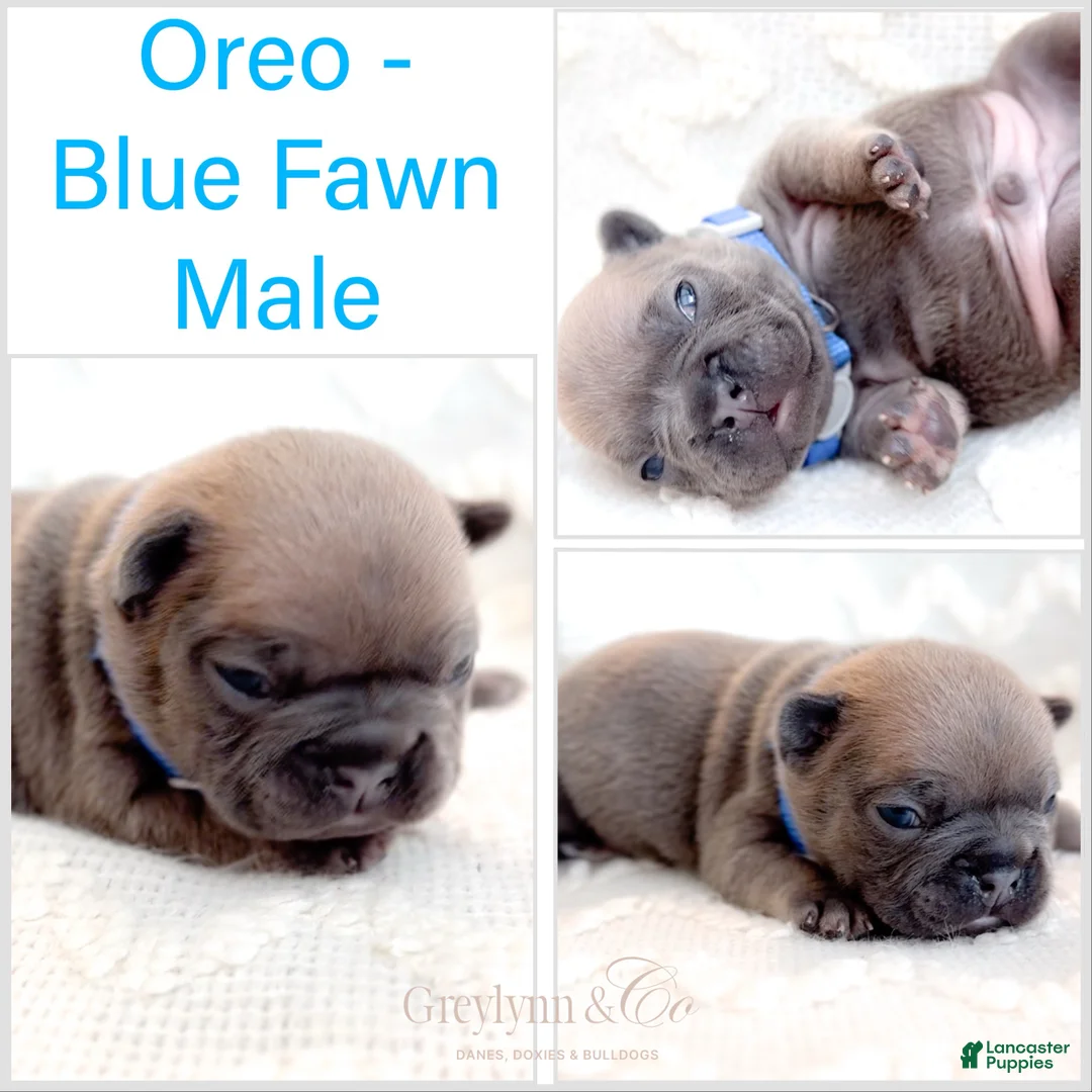 French Bulldog dogs for sale: Snickerdoodle - Ad 10