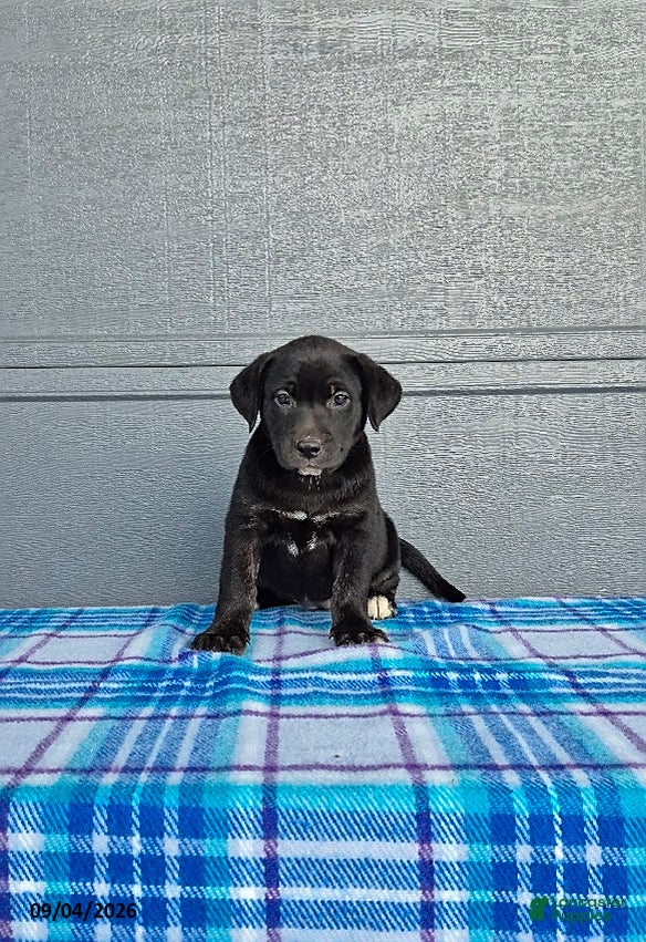 Labrador Retriever dogs Lily - Ad 1