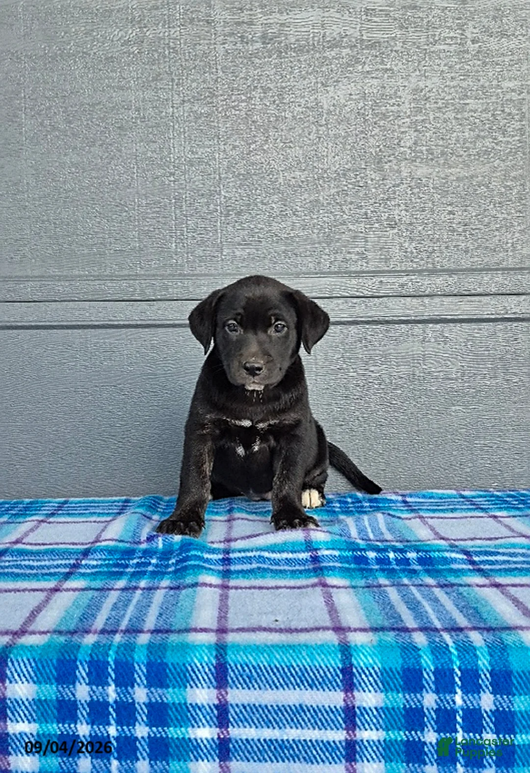 Labrador Retriever dogs for sale: Lily - Ad 1