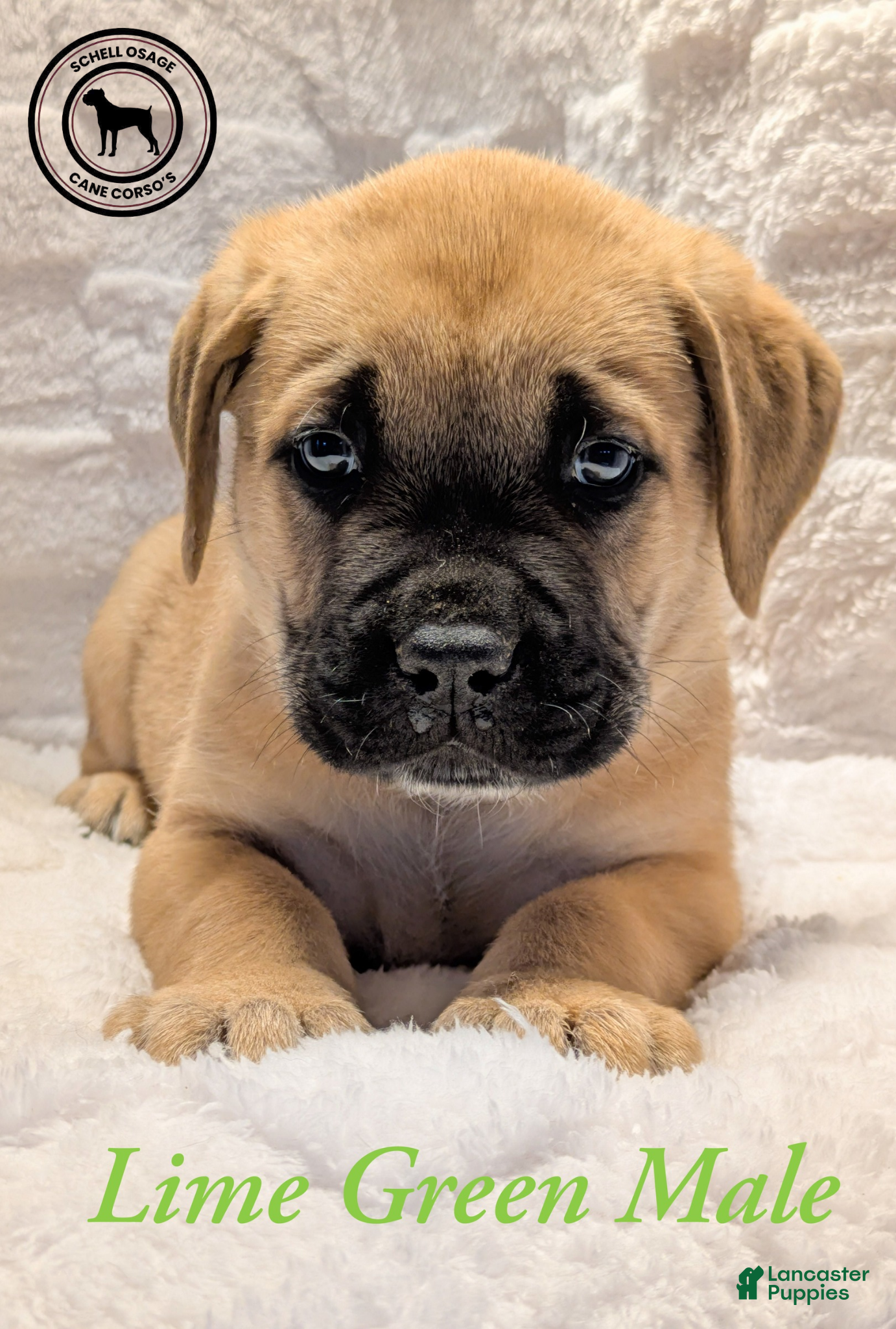 Cane Corso dogs Lime Green  - Ad 5