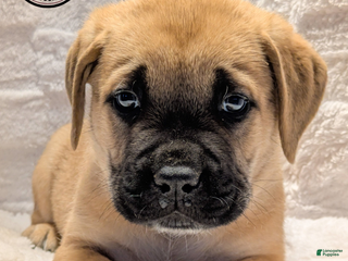 Cane Corso dogs Lime Green - Ad 6