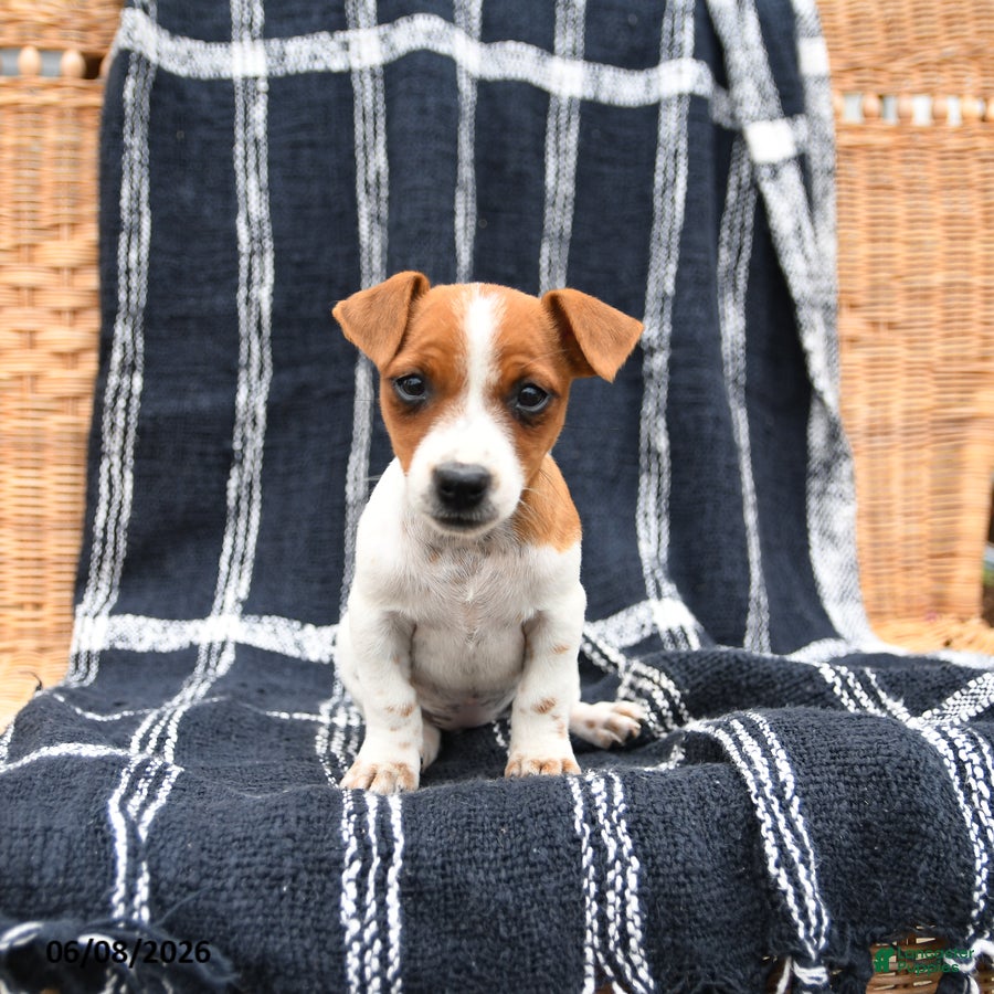 Jack Russell Terrier dogs Jasmine - Ad 2