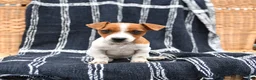 Jack Russell Terrier dogs for sale: Jasmine - Ad 2