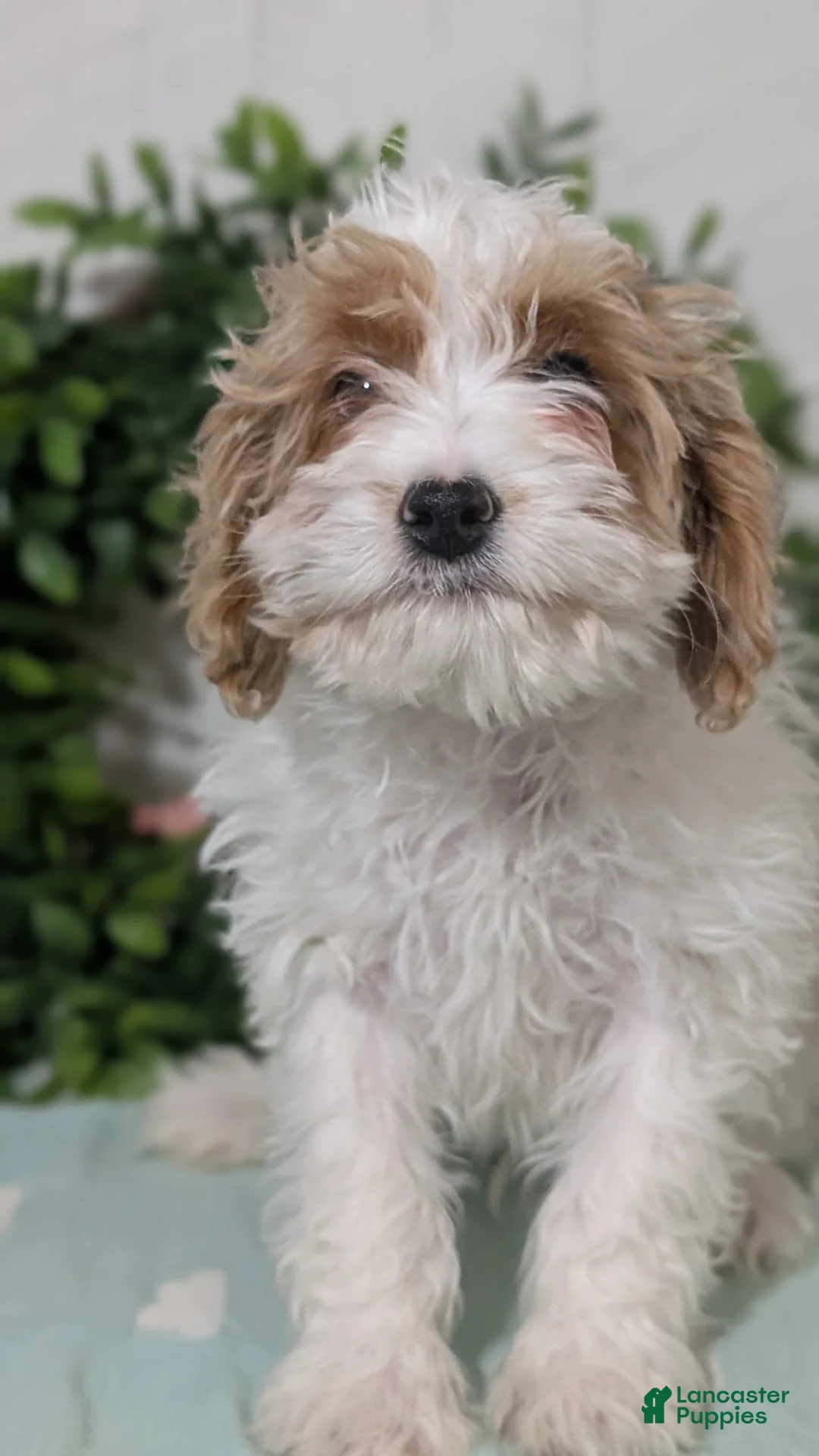 Cavapoo dogs for sale: Duke - Ad 6