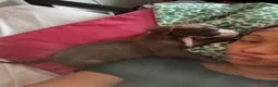 American Pit Bull Terrier dogs for sale: American Pit Bull Terrier 1 - Ad 9