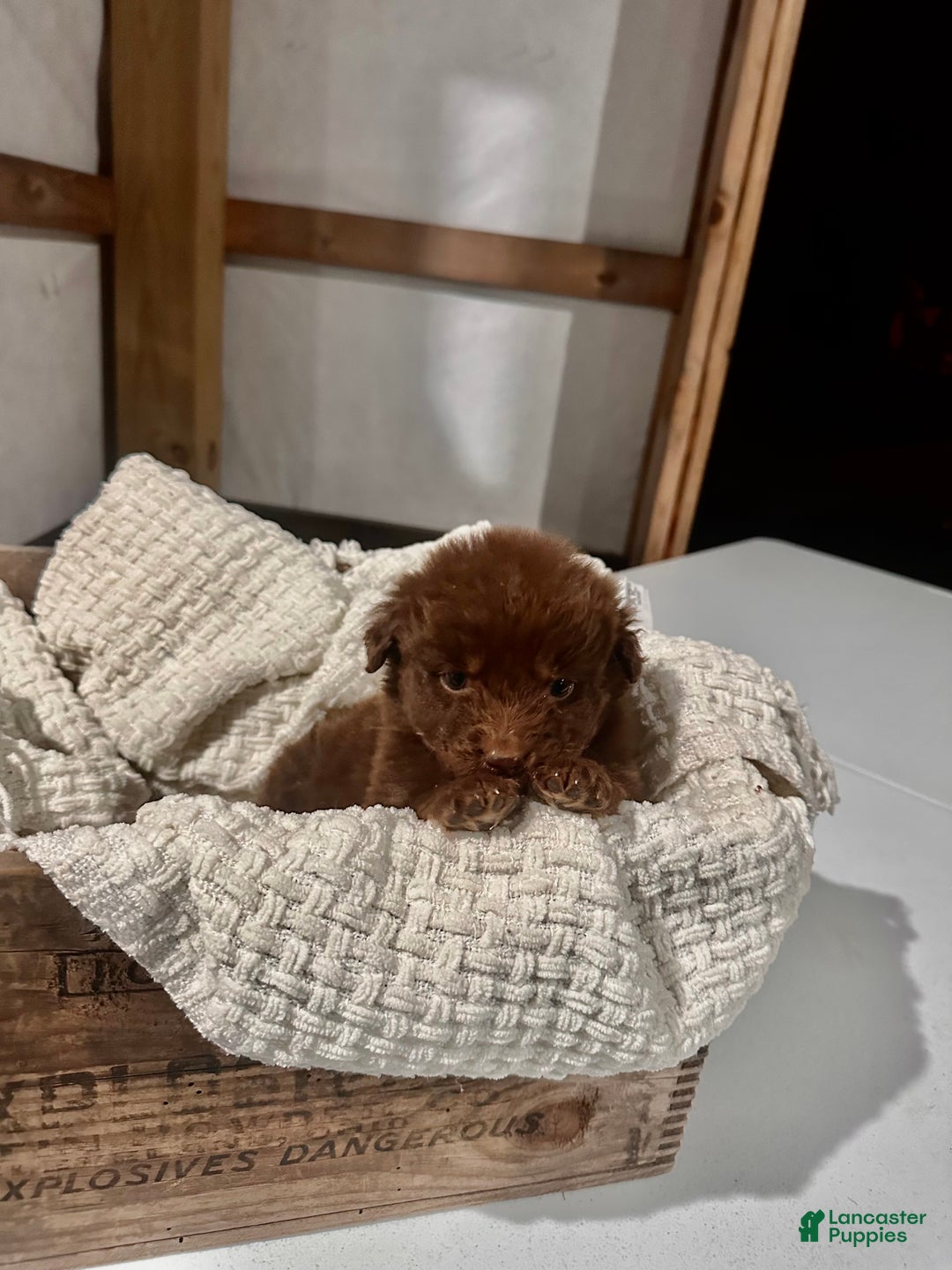 Aussiedoodle dogs for sale: Channing - Ad 6