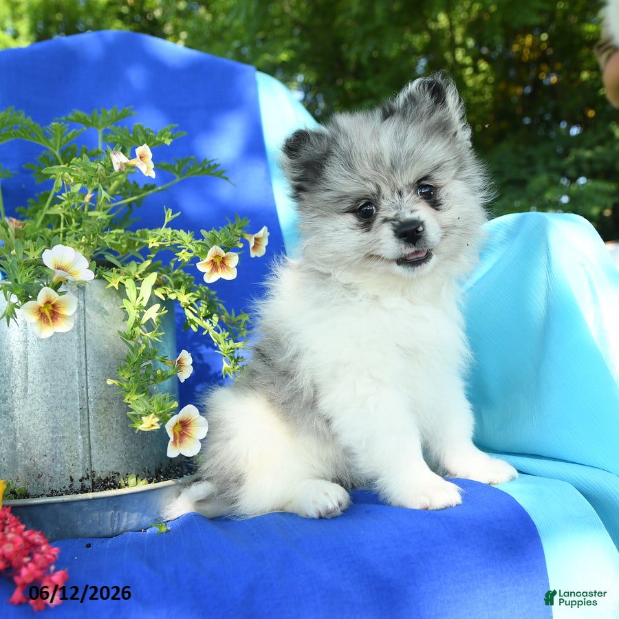 Pomeranian dogs Mandy - Ad 1