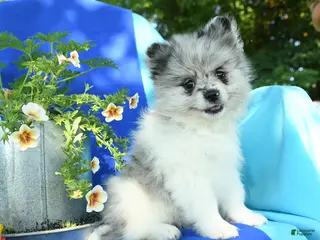 Pomeranian dogs for sale: Mandy - Ad 2