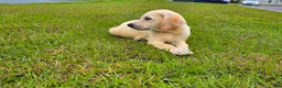 Labrador Retriever dogs for sale: Nova - Ad 6