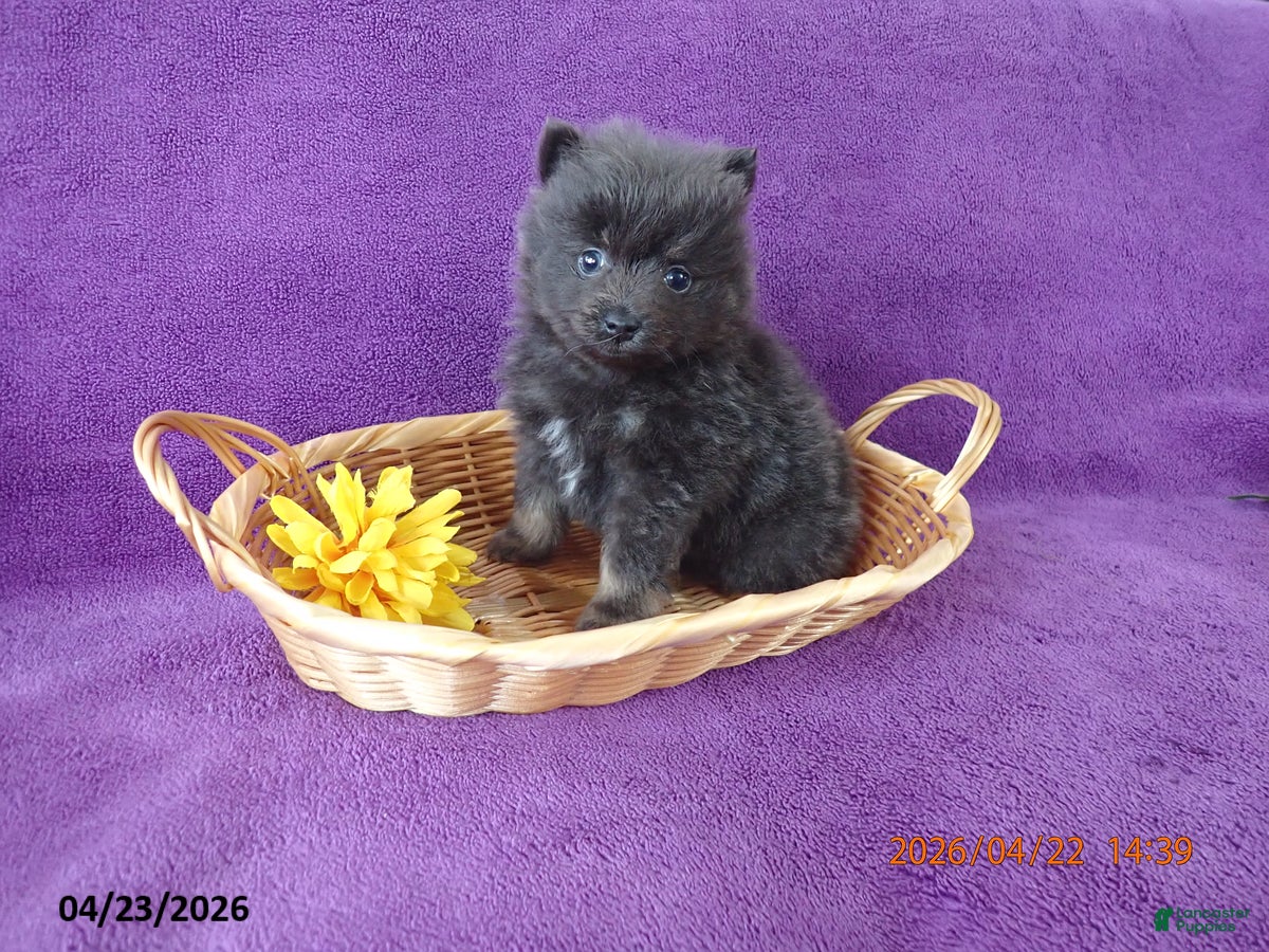 Pomeranian dogs Benji - Ad 1