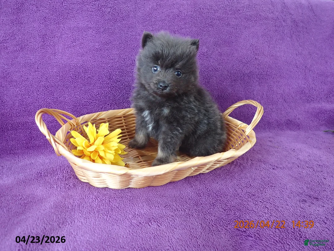 Pomeranian dogs for sale: Benji - Ad 1