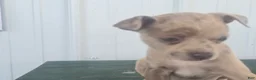 Chihuahua dogs for sale: Chihuahua Puppy 6 monica - Ad 1