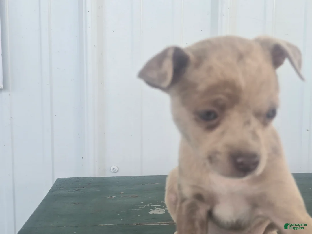 Chihuahua dogs for sale: Chihuahua Puppy 6 monica - Ad 1