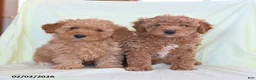 Toy Poodle dogs for sale: Allie - Ad 3