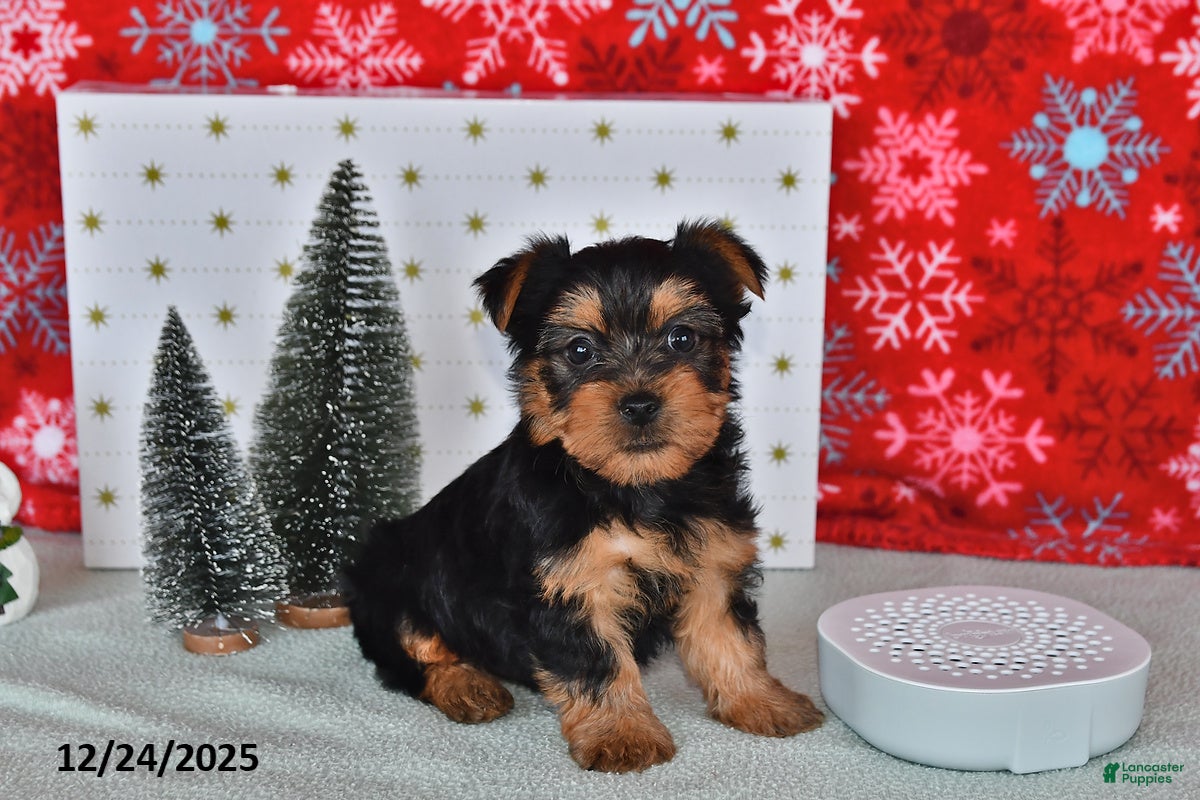 Yorkshire Terrier dogs Ryan - Ad 31