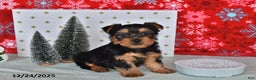 Yorkshire Terrier dogs for sale: Ryan - Ad 1