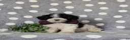 Toy Poodle dogs for sale: Sumner - Ad 3