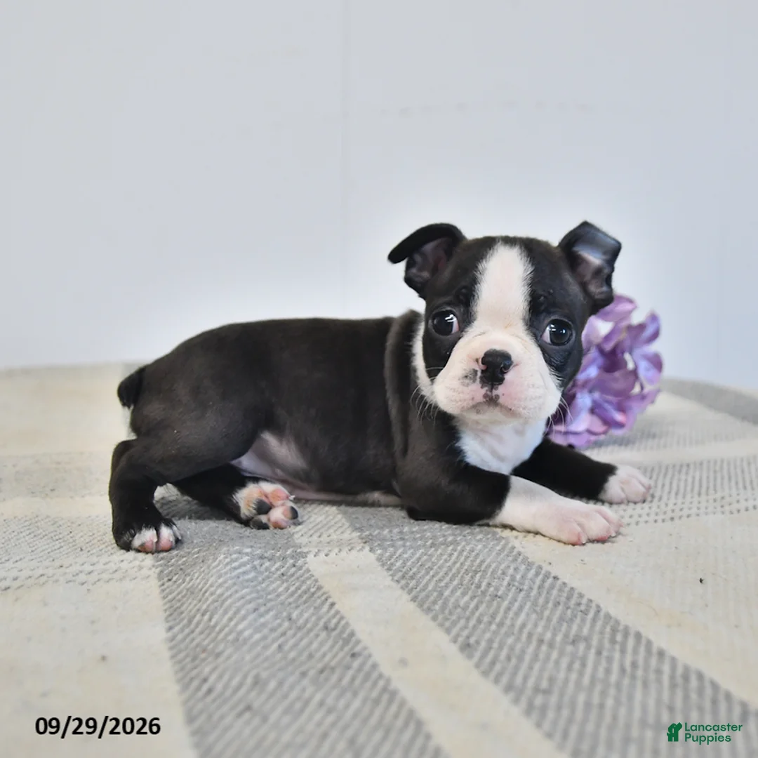 Boston Terrier dogs for sale: Harper - Ad 3