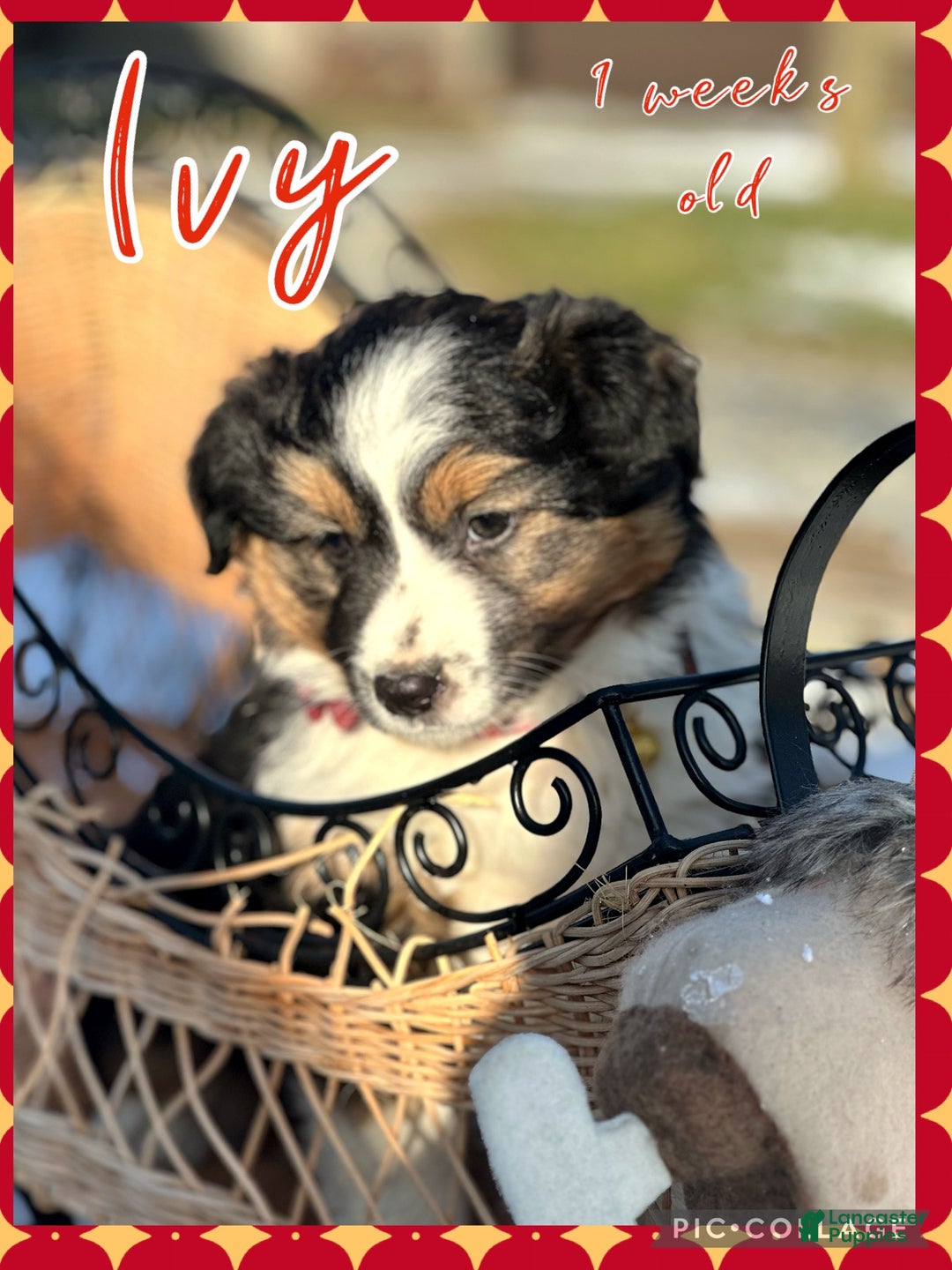 Miniature Australian Shepherd dogs for sale: Ivy - Ad 1