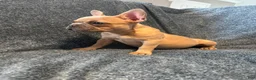 French Bulldog dogs for sale: French Bulldog 2 - Ad 3