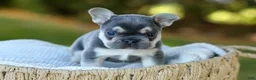 French Bulldog dogs for sale: Denver - Blue & Tan - Ad 7