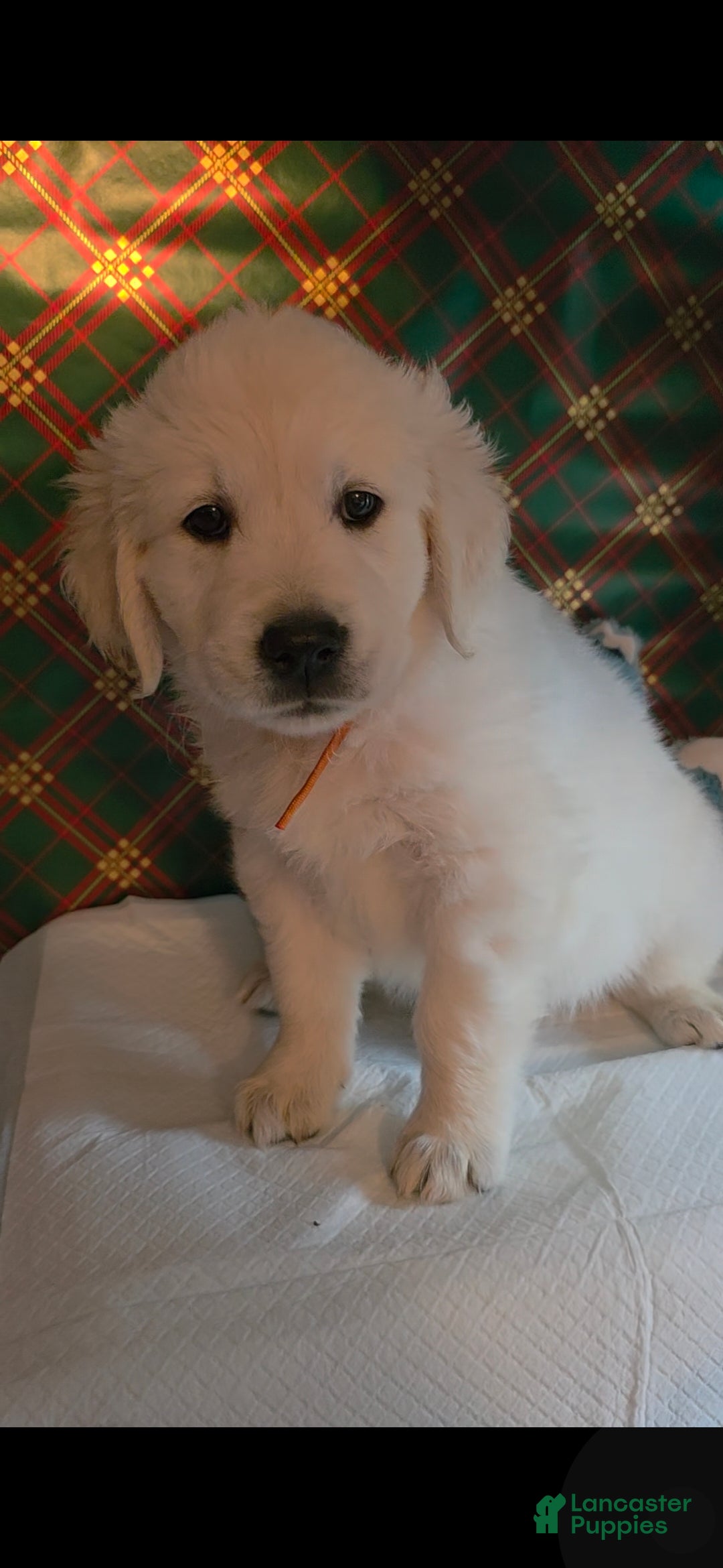 Golden Retriever dogs for sale: Sirri - Ad 2