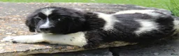 Newfoundland dogs for sale: Millie - Ad 3
