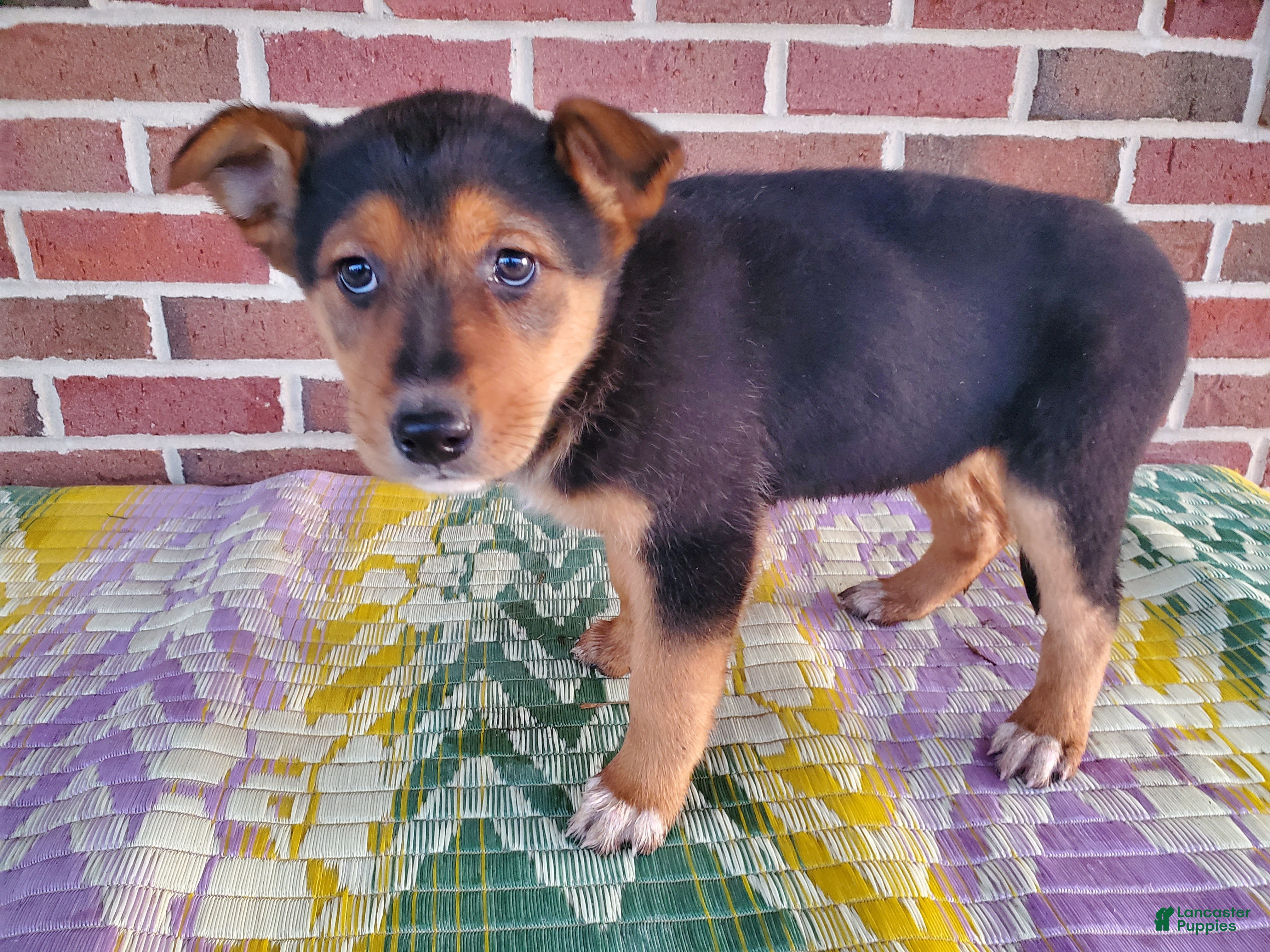 Mixed Breed dogs Molly - Ad 38