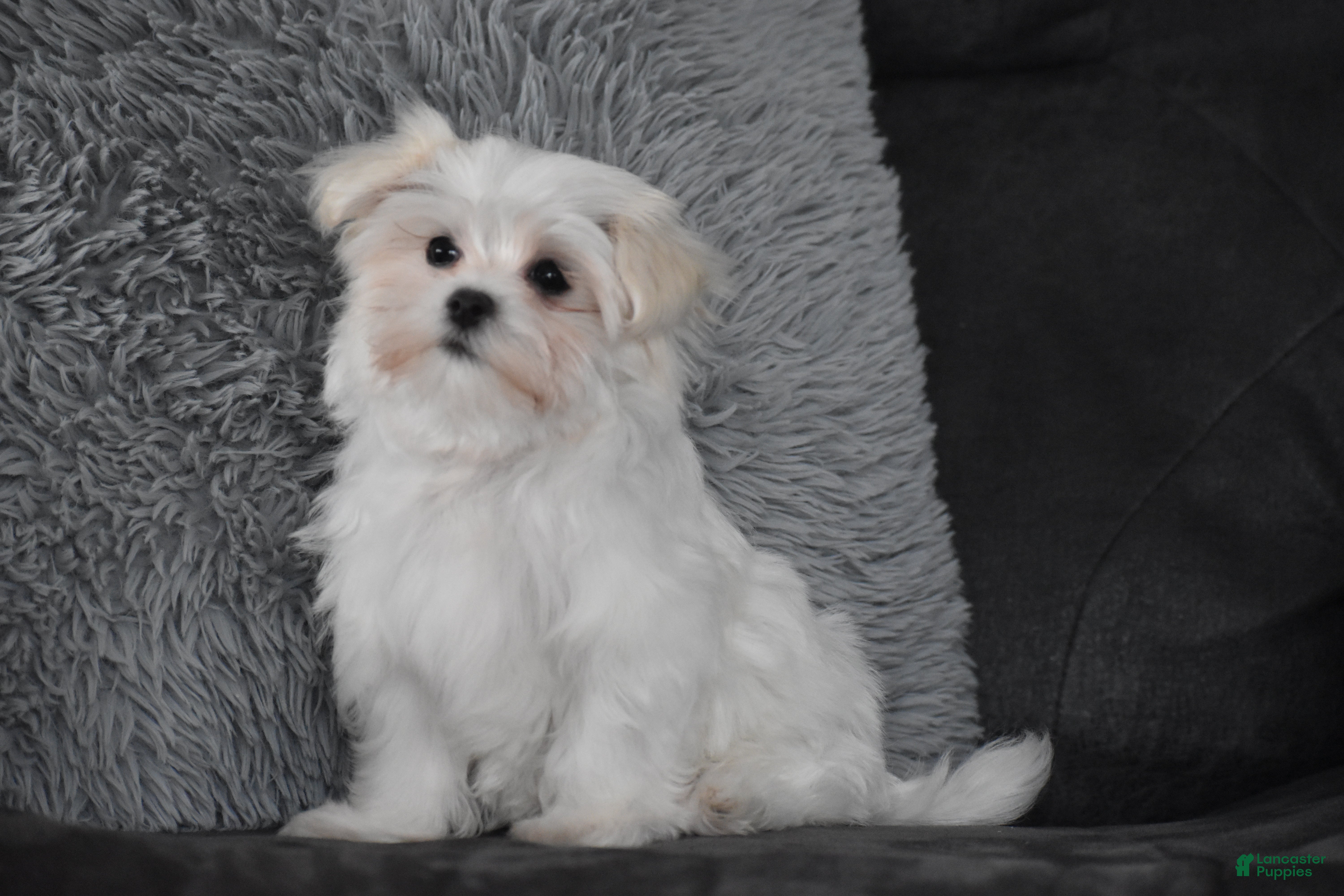 Maltese dogs Macy - Ad 1