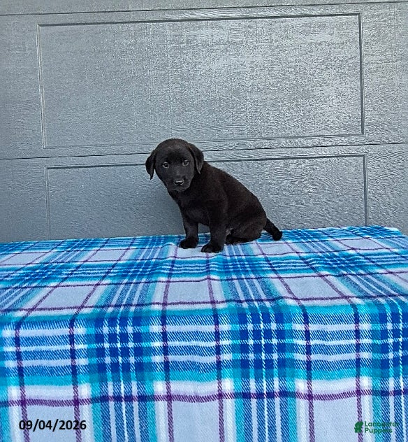 Labrador Retriever dogs Max - Ad 2