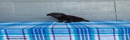 Labrador Retriever dogs for sale: Max - Ad 2