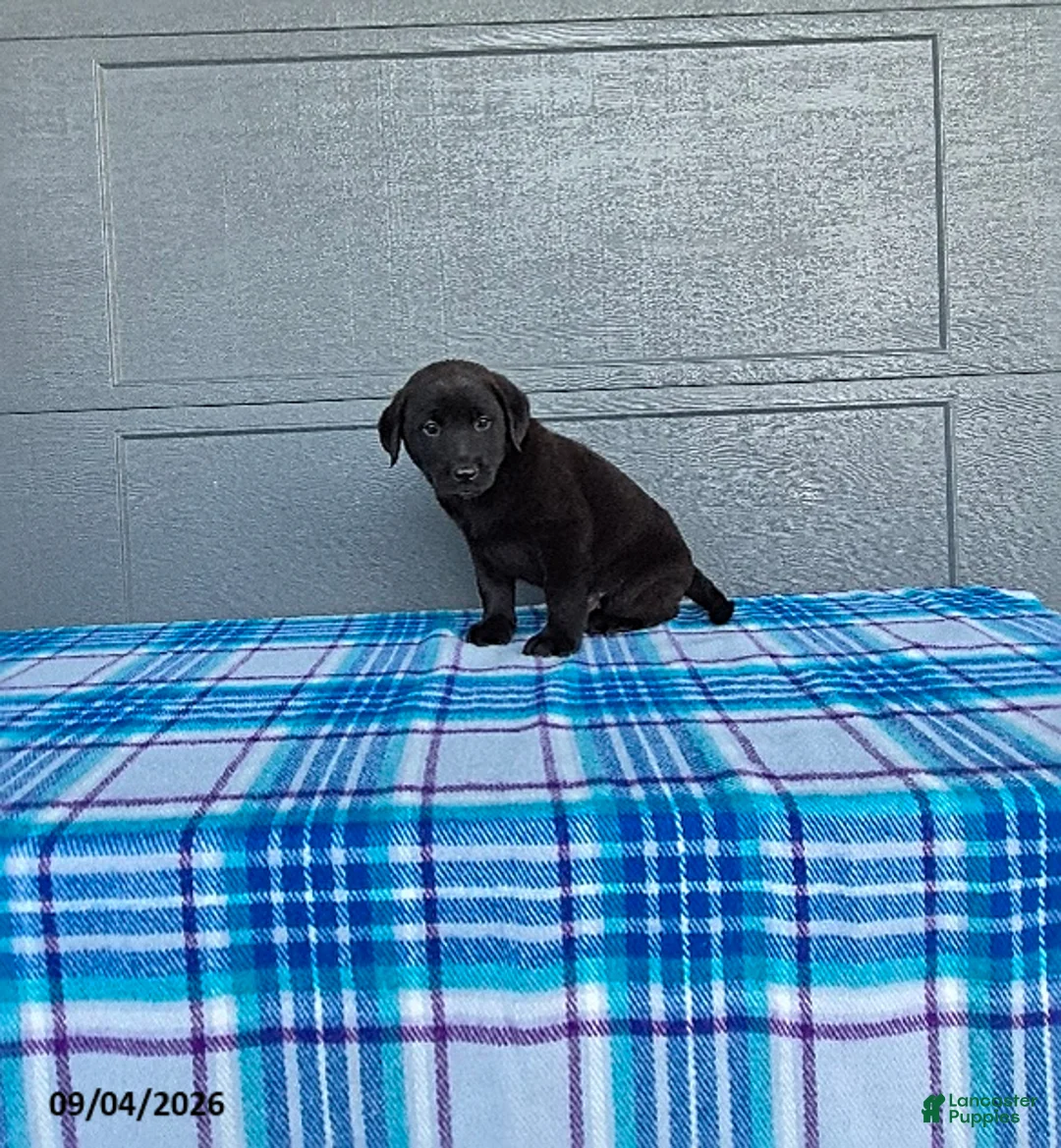 Labrador Retriever dogs for sale: Max - Ad 2