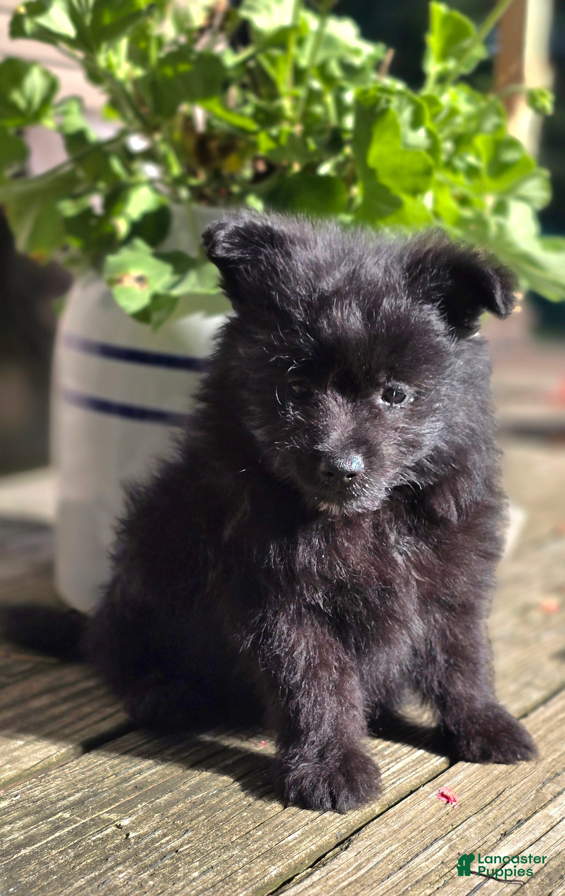 Pomapoo dogs Pomapoo 3 - Ad 1
