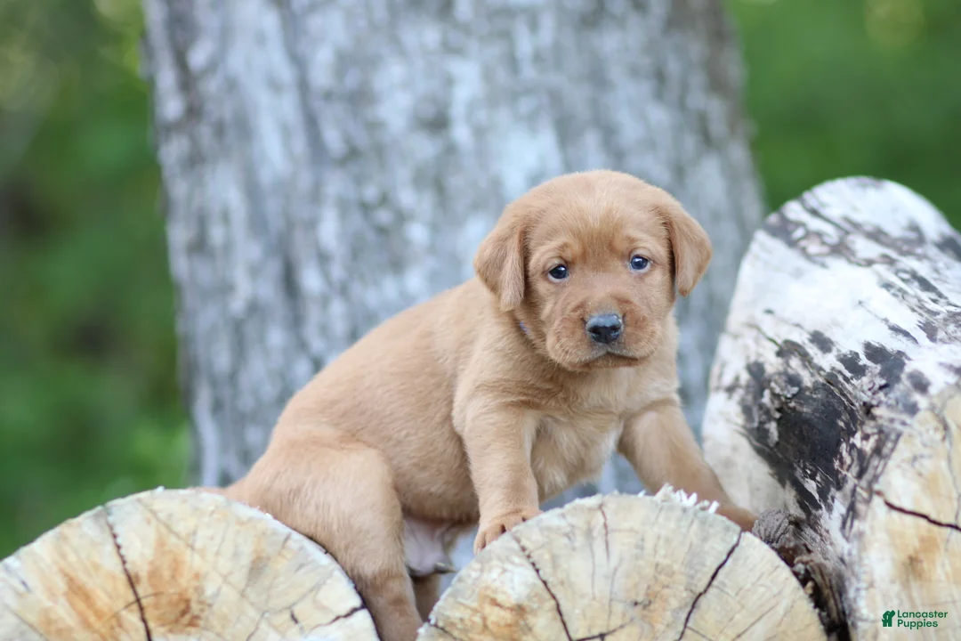 Labrador Retriever dogs for sale: Buster - Ad 1
