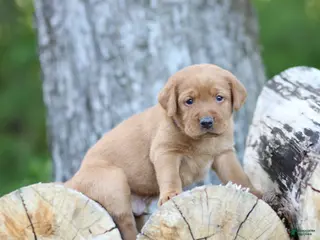 Labrador Retriever dogs for sale: Buster - Ad 2
